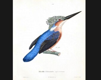 Vintage kingfisher Print, Bird Print, Kingfisher Print, Nature Print§