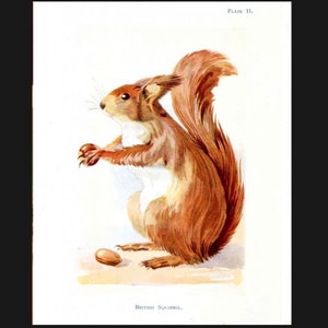 Vintage Squirrel Sign, Squirrel sign. Retro wall sign, wall art, retro wall art