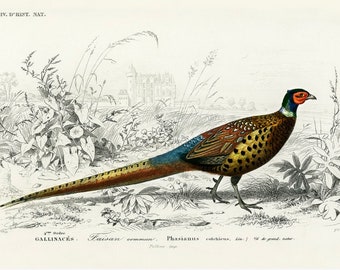 Vintage Pheasant Print, Pheasant Print, Vintage Print, Nature Print