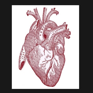 Vintage Anatomy Heart Sign, Anatomy sign. Retro wall sign, wall art, retro wall art