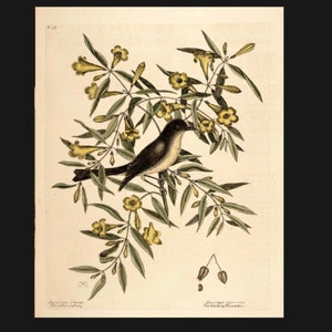Vintage Bird Botanical Sign Plaque, bird on a branch sign. Retro wall sign, wall art, retro wall art