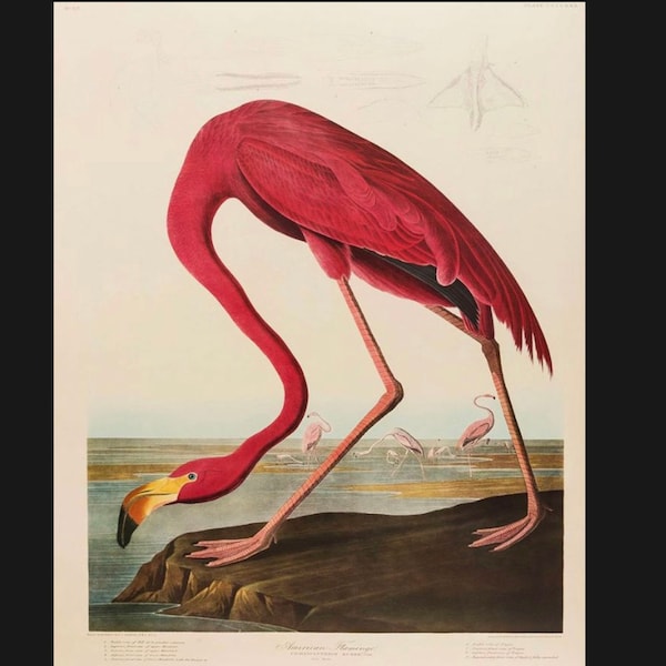 Vintage Flamingo Print, Bird Print, Flamingo Print, Nature Print§