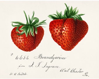 May include: Two red strawberries with green leaves, painted in watercolor. The text below reads: # 6656. Brandywine from I. I. Ingrame W'est Charter, Pa. U. H. Prestele.