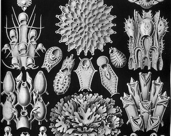 Vintage Ernst Haeckel Marine Print, Marine Print, Ernst Haeckel Print, Nature Print