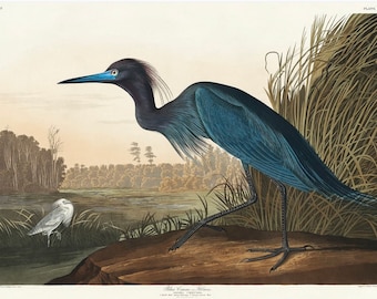 Vintage Blue Crane Print, Heron Print, Vintage Print, Nature Print, Bird Print