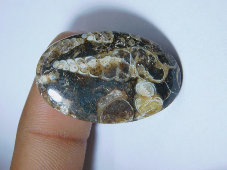 Natural Turritella Agate Cabochon Hand Polish Top Quality Turritella Fossil Gemstone Hand Made Loose Stone Semi Precious 35 Ct 35X22 mm#1238