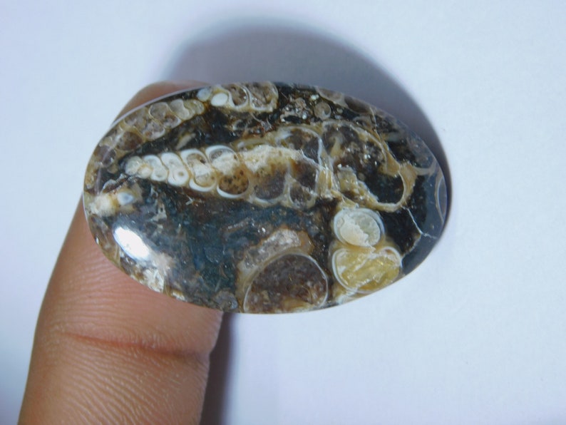 Natural Turritella Agate Cabochon Hand Polish Top Quality Turritella Fossil Gemstone Hand Made Loose Stone Semi Precious 35 Ct 35X22 mm#1238