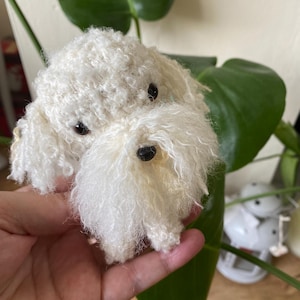 Cockapoo