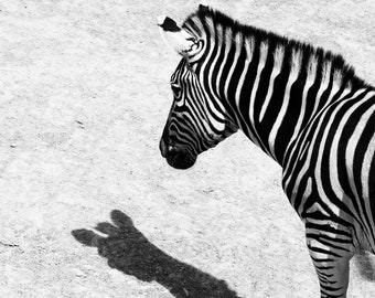Zebra Black and White - Photo Print (21cm x 30cm)