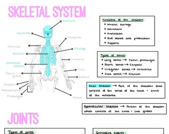 GCSE PE Revision Notes - Section 1: The Human Body