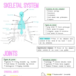 GCSE PE 復習ノート - セクション 1: 人体