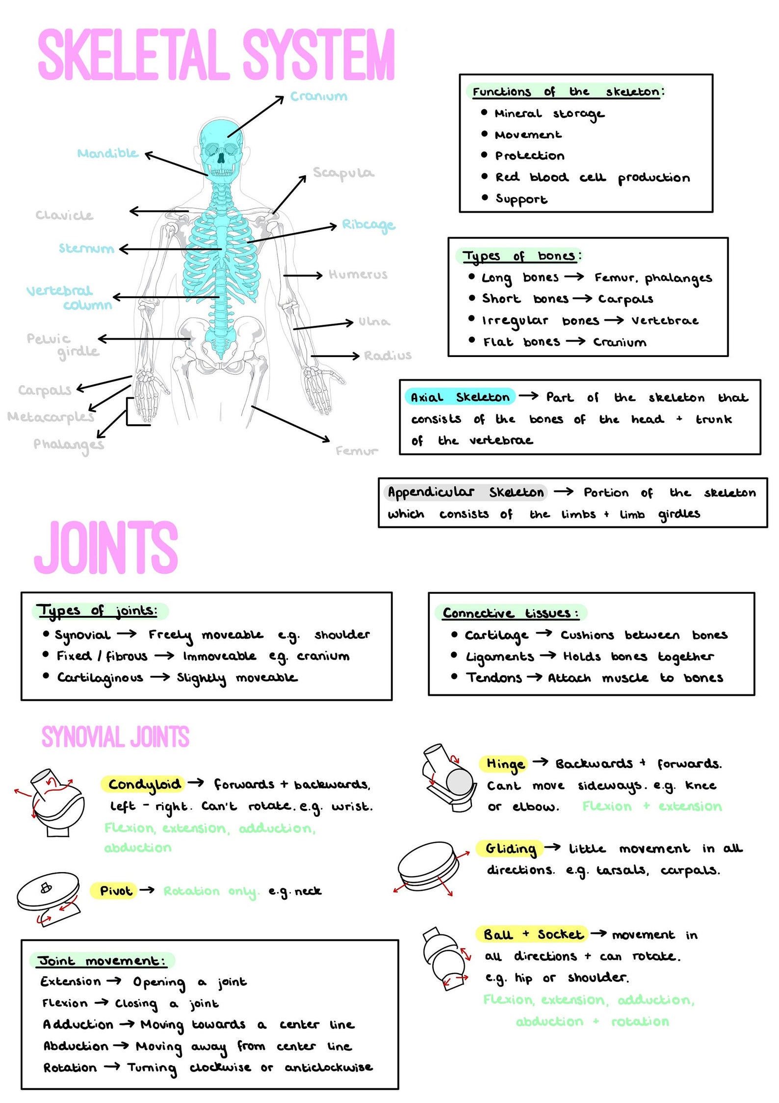 Gcse Pe Revision Notes Section 1 The Human Body Download Now Etsy