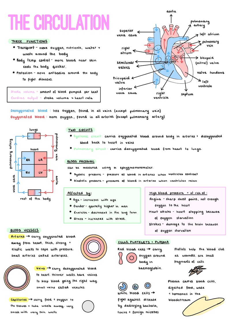GCSE PE Revision Notes Section 1 the Human Body Etsy