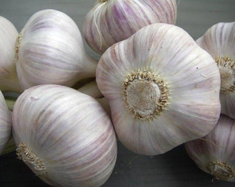 White Garlic Seeds = 10-Clove* *Hardy Variety Seeds For UK*UK SELLER