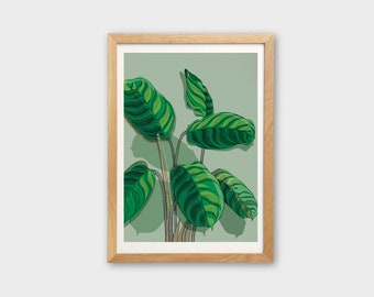 Calathea Freddie : A4 and A3 illustrated houseplant art print • botanical drawing for plant lovers