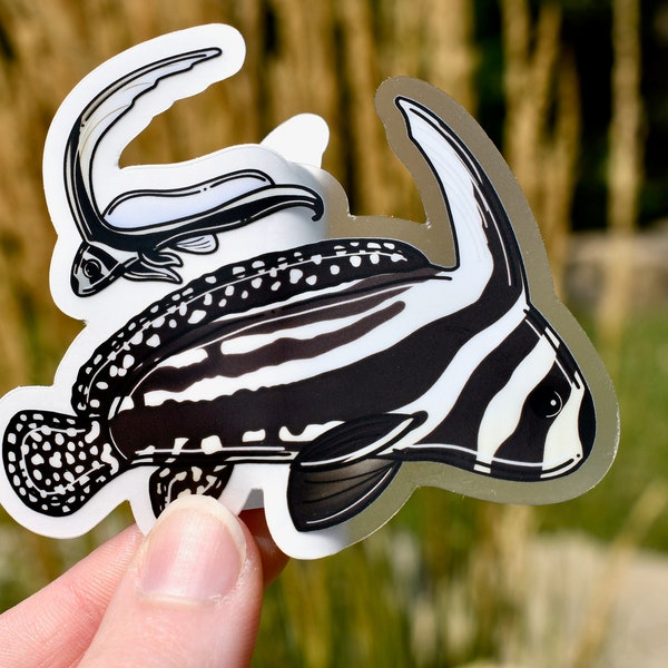 Spotted Drum Fish Clear Sticker - Adult and Juvenile Drum Fish