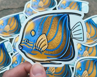 Annularis Angelfish Sticker 3in, Tropical Fish, Ocean Art, Marine Biology