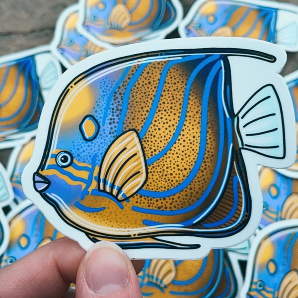 Annularis Angelfish Sticker 3in, Tropical Fish, Ocean Art, Marine Biology