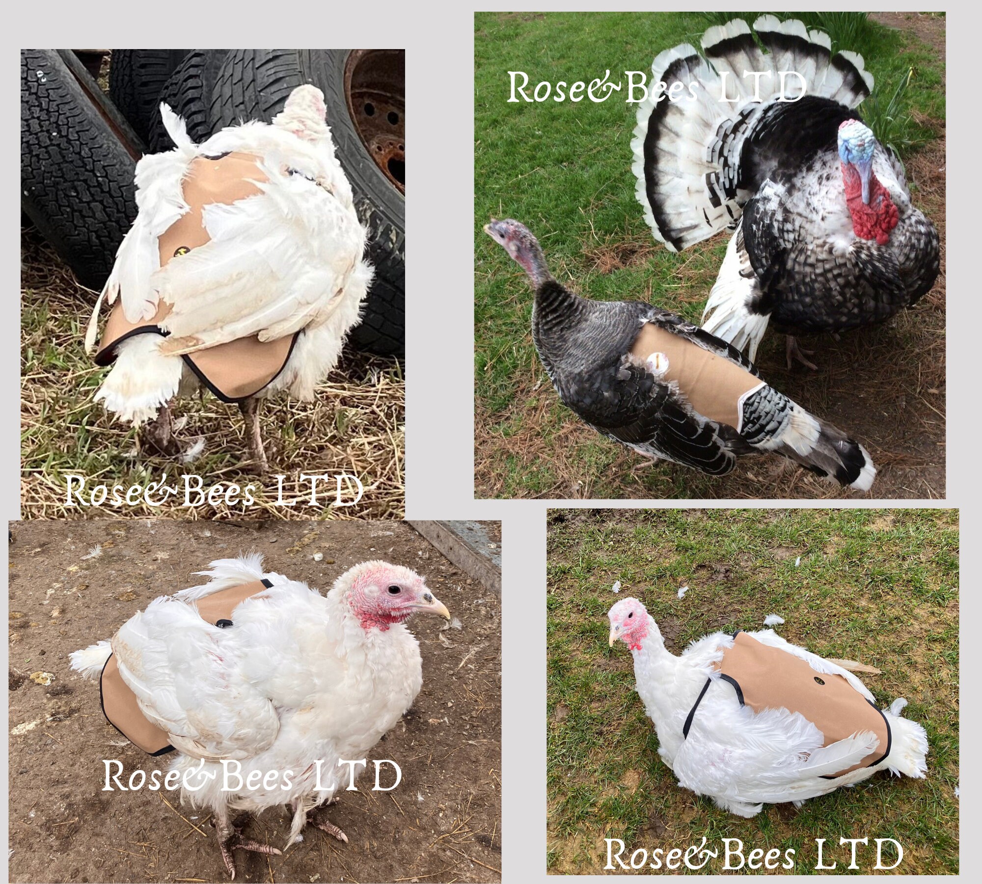 Turkey Back Protection TURKEY SADDLE | Hen Feather Protector Jacket | Turkey Apron | Turkey ...