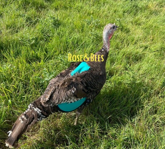 Turkey Back Protection TURKEY SADDLE | Hen Feather Protector Jacket | Turkey Apron | Turkey ...