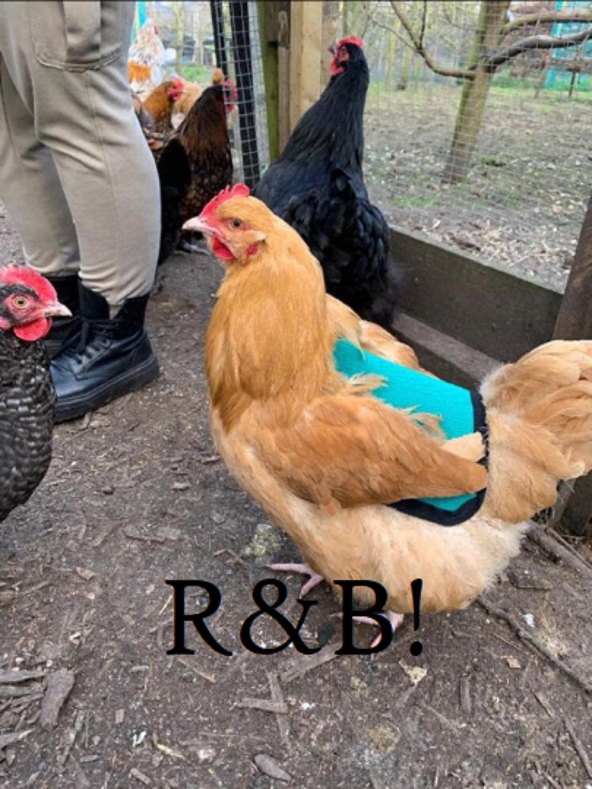 LoveNCreatures ? Water Resistant - Chicken Saddle Jacket (6 Apron