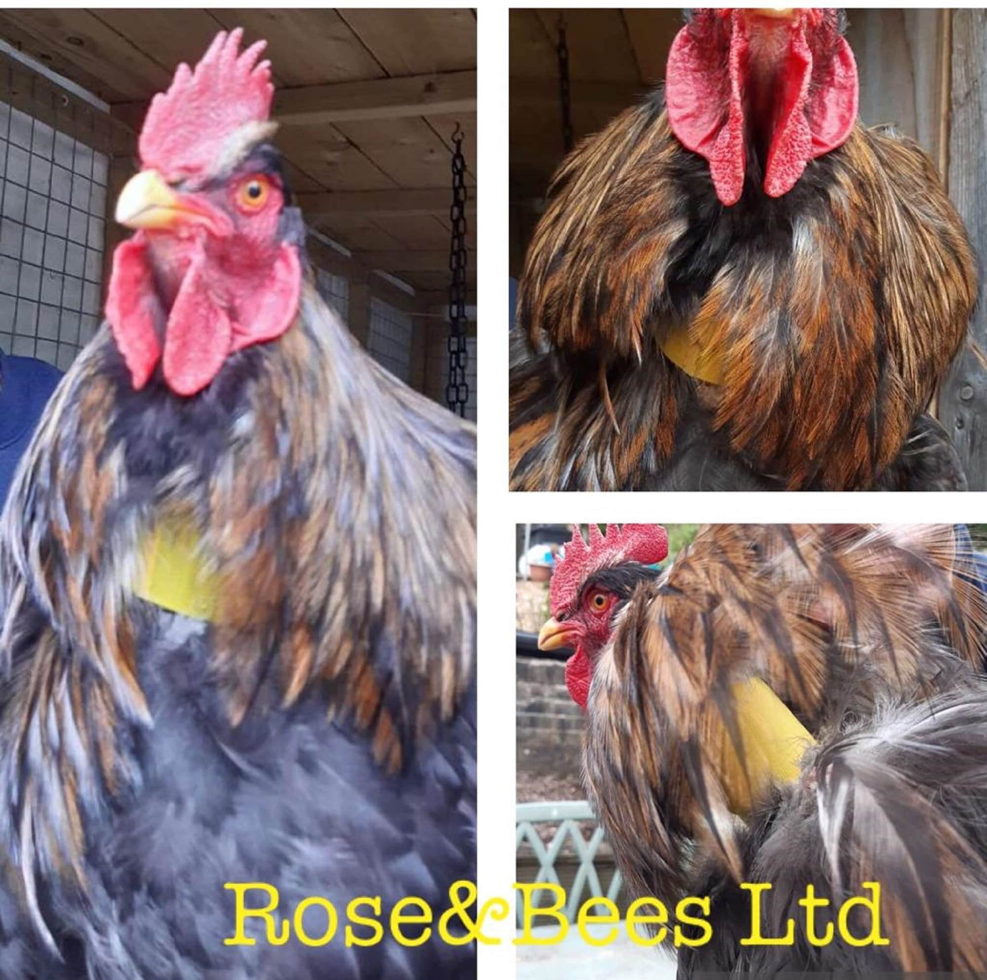 ROOSTER CROW Neck BAND Cockerel Collar Anti Noise Rooster Etsy UK