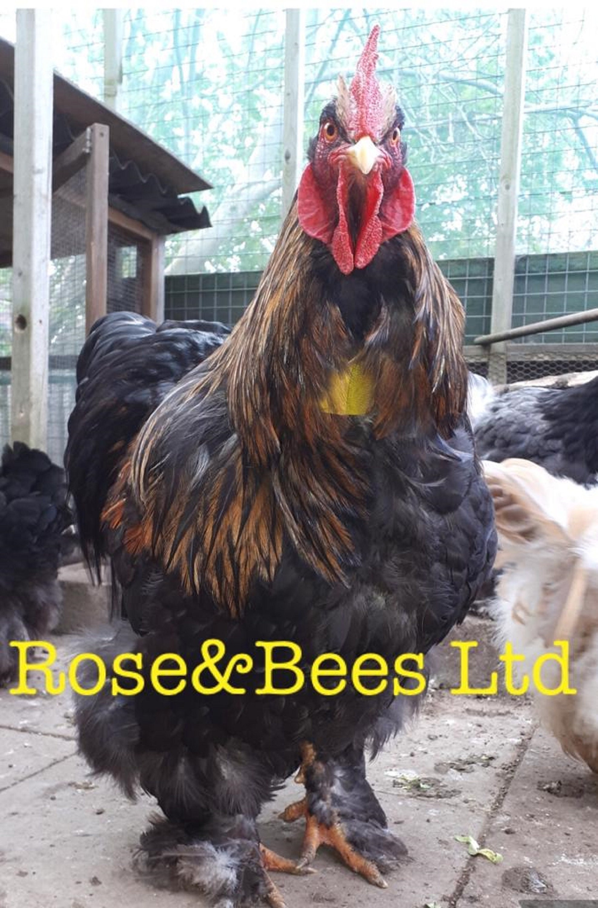 ROOSTER CROW Neck BAND Cockerel Collar Anti Noise Rooster Etsy