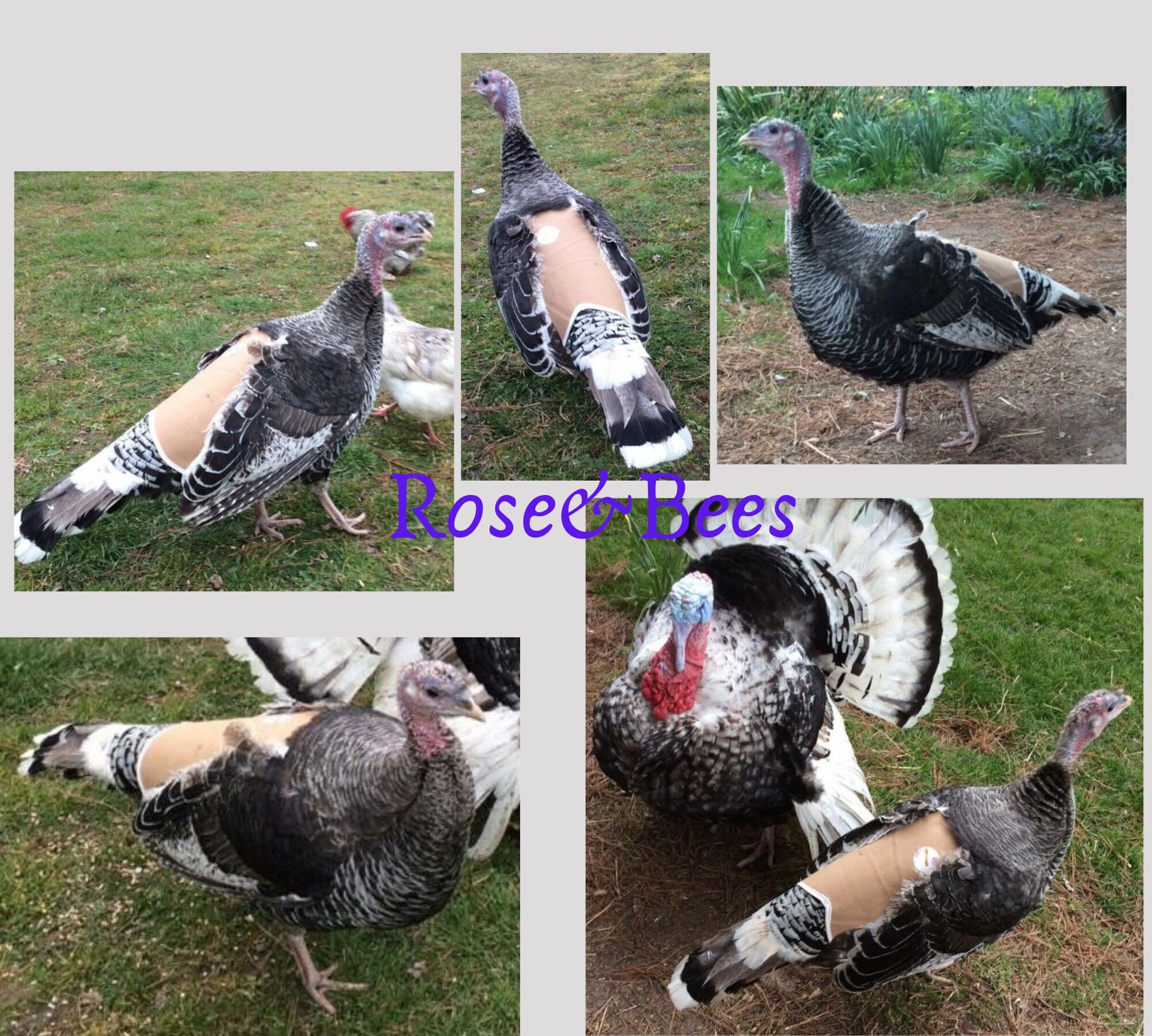Turkey Back Protection TURKEY SADDLE | Hen Feather Protector Jacket | Turkey Apron | Turkey ...