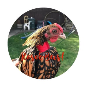 May include: A close-up of a black and gold speckled chicken wearing a pink collar with the text "Rose & Bees!" in red.