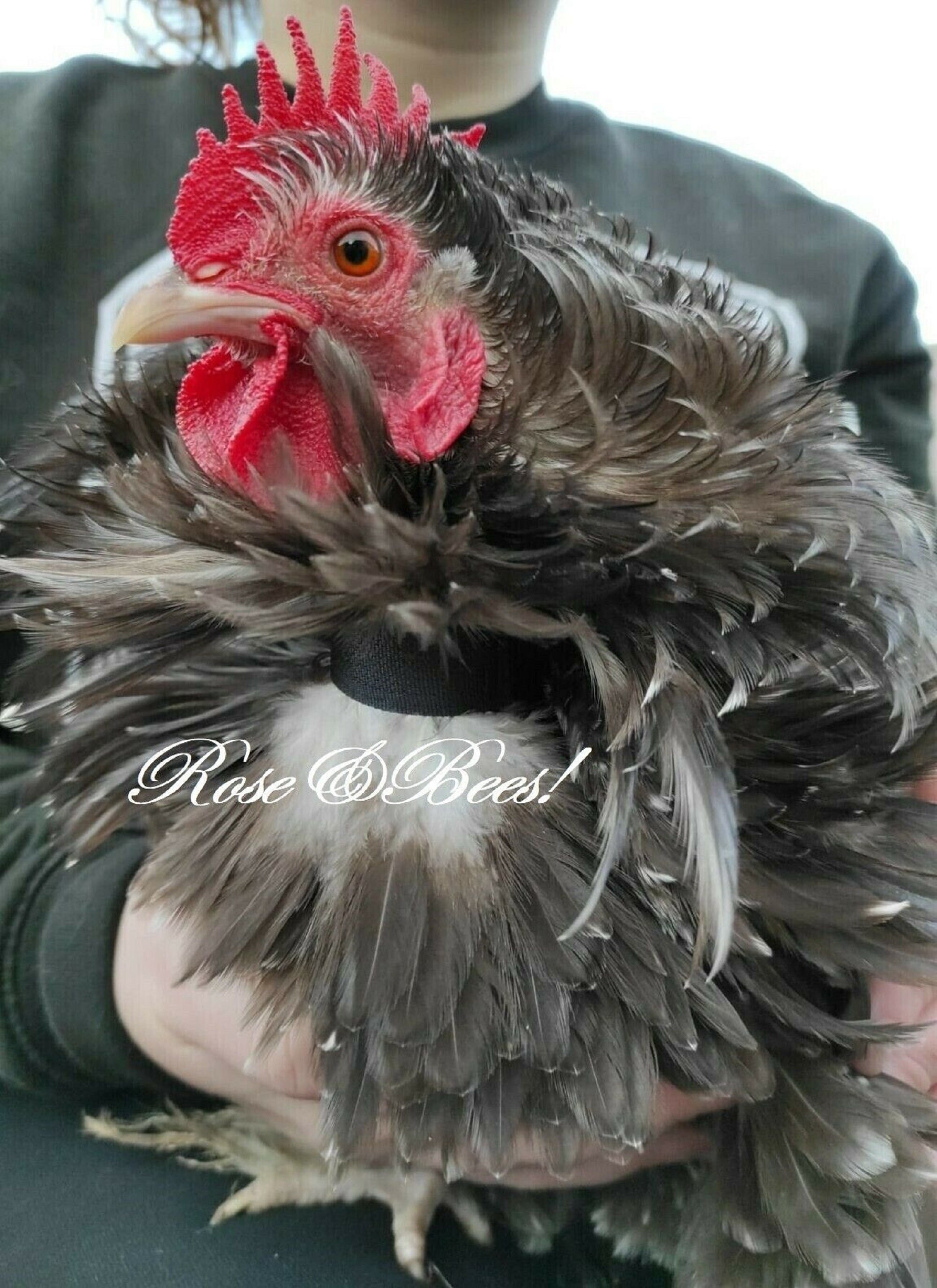 6X 18CM Cockerel Collar Rooster Quiet Collar Low Crow Etsy UK