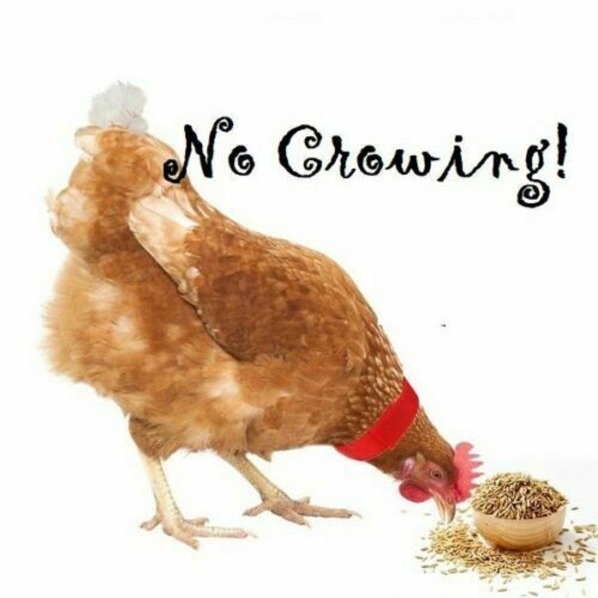 6X 18CM Cockerel Collar Rooster Quiet Collar Low Crow Etsy UK