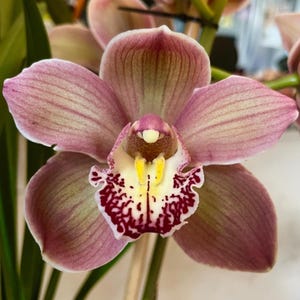 May include: Close-up of a Cymbidium orchid flower. The petals are a blend of pink and cream, with darker pink veining. The center features a white and yellow lip with maroon spots. The flower is in full bloom, showcasing its intricate details.