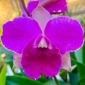 Peloric Cattleya Orchid - Chandana Delight &#39;Windermere&#39; - Intense Pink Blooms