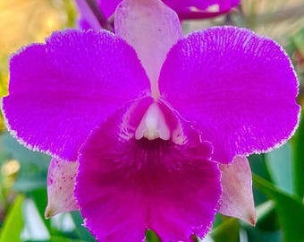 Fragrant Peloric Cattleya Orchid - Chandana Delight 'Windermere' - Intense Pink Blooms