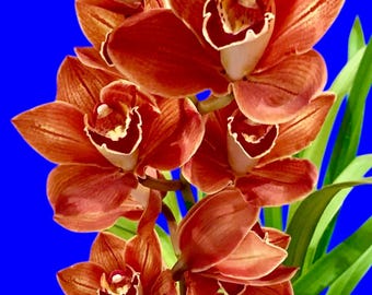Cymbidium Memoria Craig Sibbit 'solid Orange', Blooming Size, 5-6
