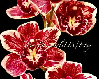 Rare Cymbidium Orchid Plant Winter Fire ‘Frosty Tips’ Magenta White Feathering 6 Inch Pot
