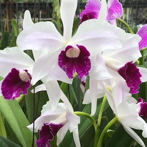 Laelia Purpurata Orchid: Violecia Variety - 5&quot; Pot