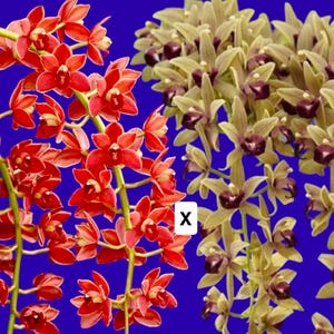 May include: Image of two types of orchids against a blue background. One type features vibrant red flowers, while the other showcases clusters of yellow-green blooms with dark purple centers. The image has an "X" in the center.
