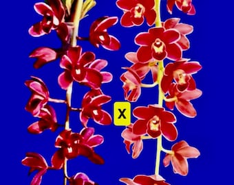 Cymbidium Orchid Unbloomed Seedling - 3.5 Inch Pot. Long Pendulus Flowers of Deep Red Maroon
