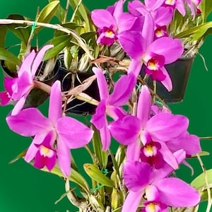 Laelia Anceps Orchid 'Deja Vu' - Magenta Cattleya, Cold Hardy 1 gallon pot