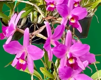 Laelia Anceps Orchid 'Deja Vu' - Magenta Cattleya, Cold Hardy 1 gallon pot