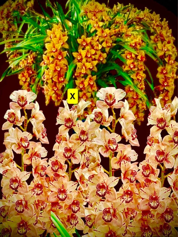 Spotted Cymbidium Orchid Plant: Everett Stockstill x Mighty Mouse Seedling