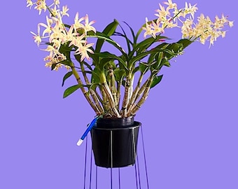 Dendrobium Orchid 'French Tip' 1 gallon pot. Large Plant!