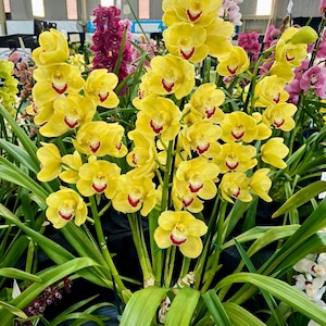 May include: A vibrant display of yellow orchids with red and white markings on the petals. The flowers are in full bloom, surrounded by long, green leaves. Other orchids in shades of pink and purple are also visible.