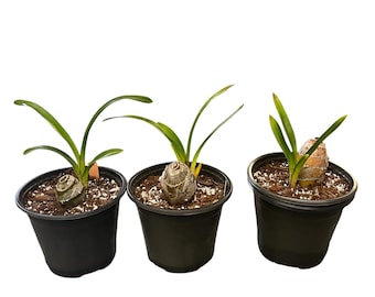 Cymbidium Orchid Plant: Intense Orange Flower w/Bright Red Lip- 6 Inch Pot