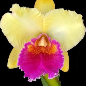 Cattleya Orchid: Misty Girl &#39;Moonlite&#39; - Fragrant Yellow & Pink Blooms