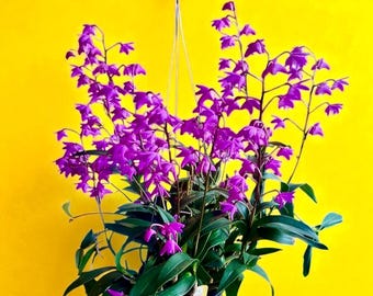 Fragrant Dendrobium kingianum Orchid Blooming Machines- 'Whoo hoo' MP 3.5 inch pot - Live Plant