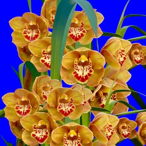 May include: A cluster of golden-yellow orchids with red and white markings on a vibrant blue background. The flowers have a delicate, layered petal structure and are accented by long, green leaves. The image showcases the orchids in full bloom.