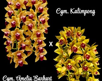 Free Shipping! Seedling 3.5 inch pot- single growth Cym. Kali Earhart