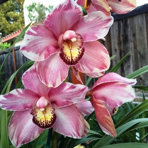 May include: Close-up of vibrant pink and white orchids with yellow and maroon centers. The flowers are in full bloom, showcasing their intricate patterns and textures. Green leaves provide a contrasting backdrop, creating a natural and elegant composition.